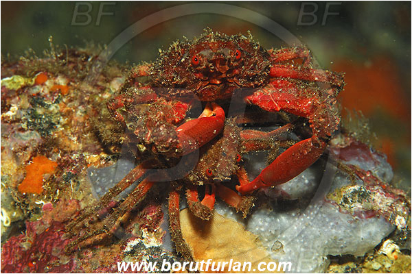 Island Susac, Croatia, Adriatic sea, Mediterranean sea, Herbstia condyliata, Herbstia, Epialtidae, Decapoda, Crustacea, Crustacean, Spiny Majoid Spider Crab, Crab, Mating