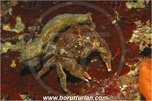 Island Susac, Croatia, Adriatic sea, Mediterranean sea, Dromia personata, Dromia, Dromiidae, Decapoda, Crustacea, Crustacean, Sponge crab, Crab