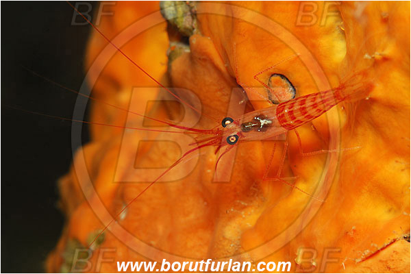 Island Susac, Croatia, Adriatic sea, Mediterranean sea, Lysmata seticaudata, Lysmata, Lysmatidae, Decapoda, Mediterranean Cleaner Shrimp, Shrimp, Crustacea, Crustacean