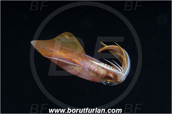 Island Susac, Croatia, Adriatic sea, Mediterranean sea, Loligo vulgaris, Loligo, Loliginidae, European squid, Common squid, Squid, Cephalopoda, Mollusca, Mollusc