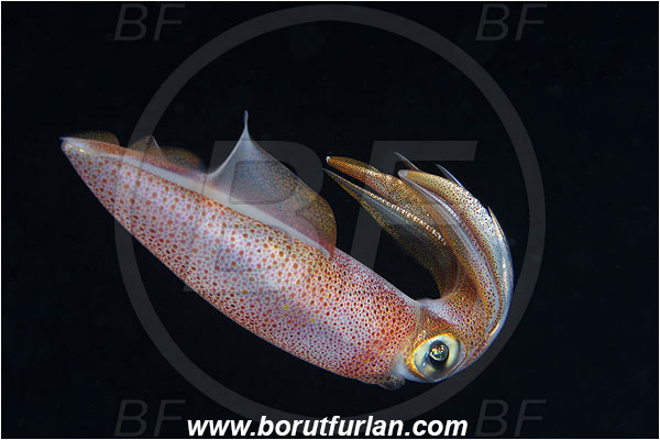 Island Susac, Croatia, Adriatic sea, Mediterranean sea, Loligo vulgaris, Loligo, Loliginidae, European squid, Common squid, Squid, Cephalopoda, Mollusca, Mollusc