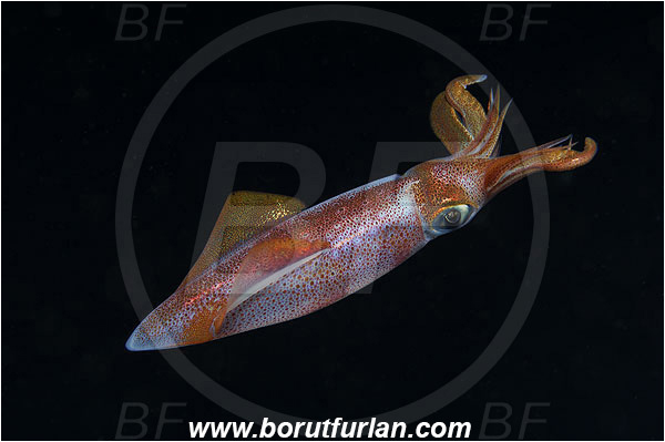 Island Susac, Croatia, Adriatic sea, Mediterranean sea, Loligo vulgaris, Loligo, Loliginidae, European squid, Common squid, Squid, Cephalopoda, Mollusca, Mollusc