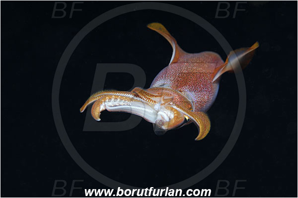 Island Susac, Croatia, Adriatic sea, Mediterranean sea, Loligo vulgaris, Loligo, Loliginidae, European squid, Common squid, Squid, Cephalopoda, Mollusca, Mollusc