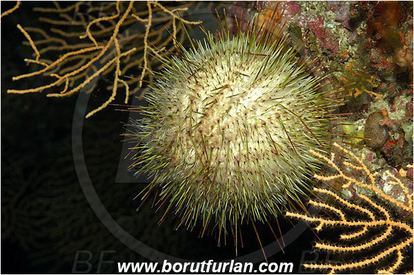 Island Susac, Croatia, Adriatic sea, Mediterranean sea, Echinus melo, Echinus, Echinidae, Melon sea urchin, Sea urchin, Echinoidea, Echinodermata, Echinoderm