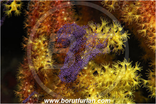 Island Susac, Croatia, Adriatic sea, Mediterranean sea, Paramuricea clavata, Paramuricea, Plexauridae, Mediterranean gorgonian, Sea fan, Coral, Cnidaria, Cnidarian, Abstract, Violet eggs, Eggs