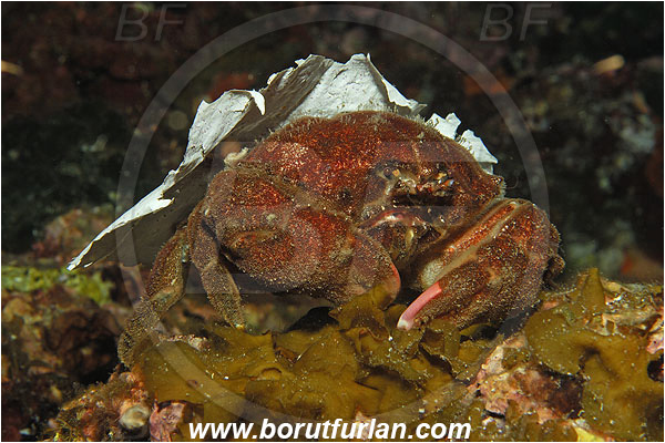 Island Susac, Croatia, Adriatic sea, Mediterranean sea, Dromia personata, Dromia, Dromiidae, Decapoda, Crustacea, Crustacean, Sponge crab, Crab, Plastic rubbish