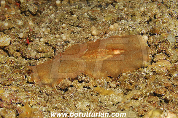 Island Susac, Croatia, Adriatic sea, Mediterranean sea, Planocera graffi, Planocera, Planoceridae, Graffi flatworm, Flatworm, Platyhelminthes