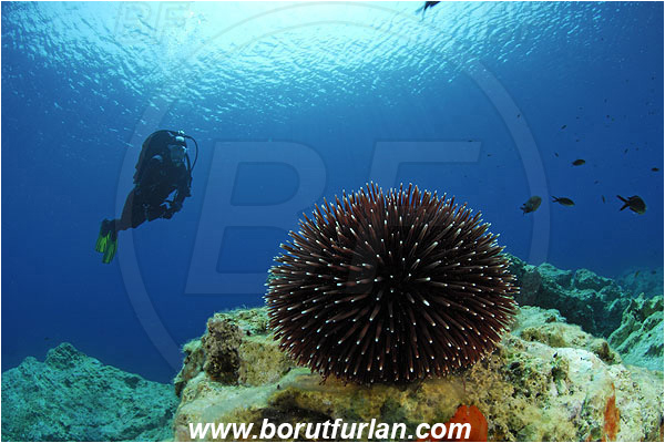 Island Susac, Croatia, Adriatic sea, Mediterranean sea, Sphaerechinus granularis, Sphaerechinus, Toxopneustidae, Purple Sea Urchin, Sea Urchin, Echinoidea, Echinodermata, Echinoderm, Reef, Diver