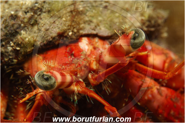Island Susac, Croatia, Adriatic sea, Mediterranean sea, Dardanus calidus, Dardanus, Diogenidae, Crustacea, Crustacean, Red hermit crab, Hermit crab, Crab, Eyes, Eye, Abstract