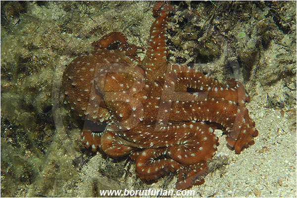 Island Susac, Croatia, Adriatic sea, Mediterranean sea, Callistoctopus macropus, Callistoctopus, Octopodidae, White spotted octopus, Octopus, Cephalopoda, Mollusca, Mollusc