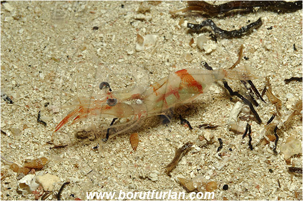 Island Susac, Croatia, Adriatic sea, Mediterranean sea, Processa sp., Processa, Processidae, Decapoda, Processa shrimp, Shrimp, Crustacea, Crustacean