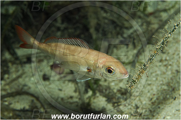 Island Susac, Croatia, Adriatic sea, Mediterranean sea, Pagellus acarne, Pagellus, Sparidae, Auxiliary bream, Seabream, Fish