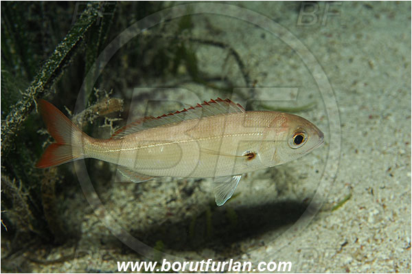 Island Susac, Croatia, Adriatic sea, Mediterranean sea, Pagellus acarne, Pagellus, Sparidae, Auxiliary bream, Seabream, Fish
