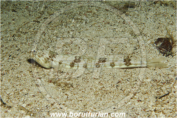 Island Susac, Croatia, Adriatic sea, Mediterranean sea, Synodus saurus, Synodus, Synodontidae, Atlantic lizardfish, Lizardfish, Fish