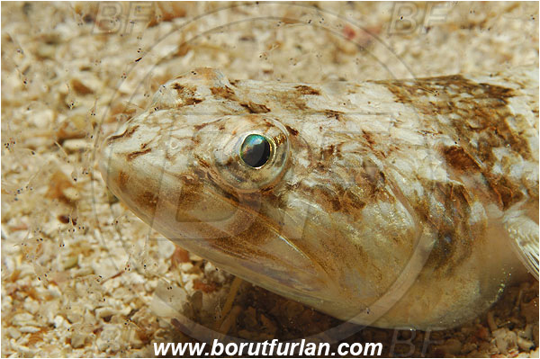 Island Susac, Croatia, Adriatic sea, Mediterranean sea, Synodus saurus, Synodus, Synodontidae, Atlantic lizardfish, Lizardfish, Fish, Portrait