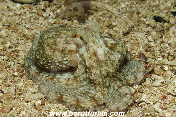Island Susac, Croatia, Adriatic sea, Mediterranean sea, Octopus vulgaris, Octopus, Octopodidae, Common octopus, Cephalopoda, Mollusca, Mollusc