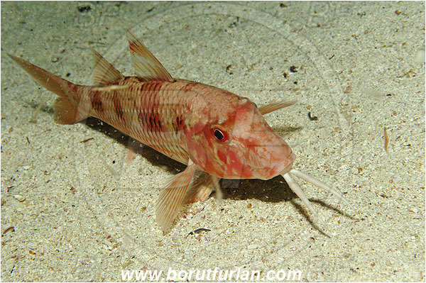 Island Susac, Croatia, Adriatic sea, Mediterranean sea, Mullus surmuletus, Mullus, Mullidae, Striped red mullet, Mullet, Goatfish, Fish, Night coloration
