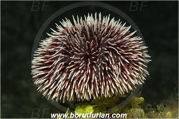 Island Susac, Croatia, Adriatic sea, Mediterranean sea, Sphaerechinus granularis, Sphaerechinus, Toxopneustidae, Purple Sea Urchin, Sea Urchin, Echinoidea, Echinodermata, Echinoderm