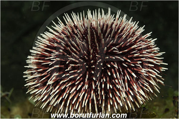 Island Susac, Croatia, Adriatic sea, Mediterranean sea, Sphaerechinus granularis, Sphaerechinus, Toxopneustidae, Purple Sea Urchin, Sea Urchin, Echinoidea, Echinodermata, Echinoderm