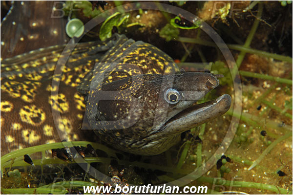Island Susac, Croatia, Adriatic sea, Mediterranean sea, Muraena helena, Muraena, Muraenidae, Mediterranean moray, Moray, Fish, Portrait
