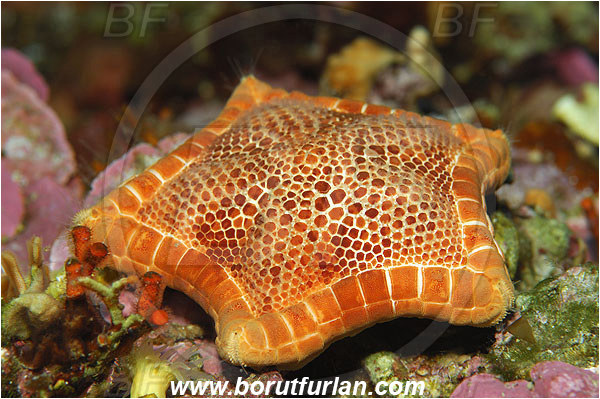 Island Susac, Croatia, Adriatic sea, Mediterranean sea, Peltaster placenta, Peltaster, Goniasteridae, Penta starfish, Strafish, Asteroidea, Echinodermata, Echinoderm
