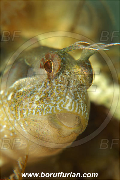 Island Susac, Croatia, Adriatic sea, Mediterranean sea, Parablennius incognitus, Parablennius, Blenniidae, Mystery blenny, Blenny, Fish, Portrait