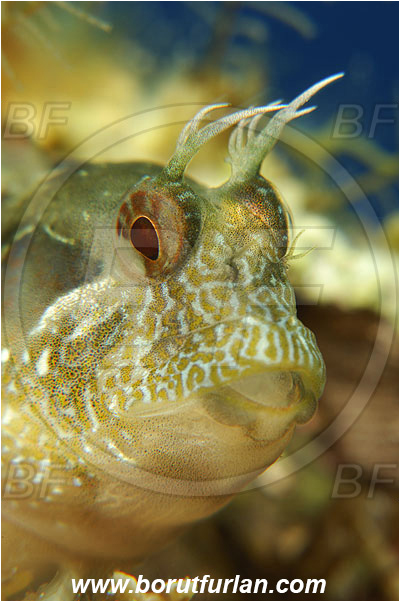Island Susac, Croatia, Adriatic sea, Mediterranean sea, Parablennius incognitus, Parablennius, Blenniidae, Mystery blenny, Blenny, Fish, Portrait