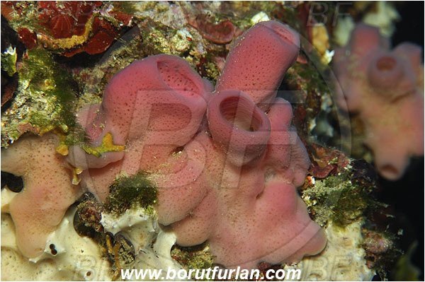 Island Susac, Croatia, Adriatic sea, Mediterranean sea, Haliclona (Reniera) mediterranea, Haliclona, Chalinidae, Sponge, Porifera