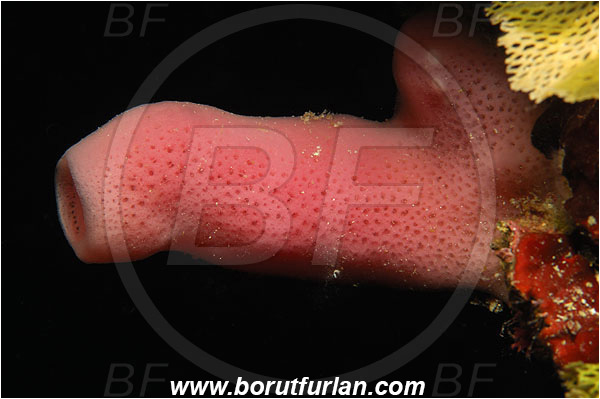 Island Susac, Croatia, Adriatic sea, Mediterranean sea, Haliclona (Reniera) mediterranea, Haliclona, Chalinidae, Sponge, Porifera