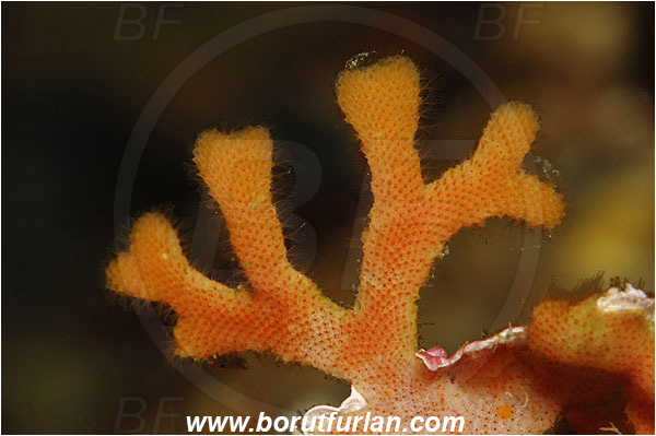 Island Susac, Croatia, Adriatic sea, Mediterranean sea, Smittina sp., Smittina, Smittinidae, Bryozoa, Bryozoan, Abstract