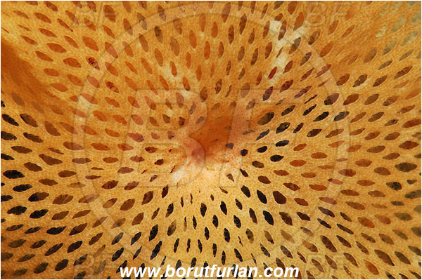 Island Susac, Croatia, Adriatic sea, Mediterranean sea, Reteporella beaniana, Reteporella, Phidoloporidae, Bryozoa, Bryozoan, Abstract