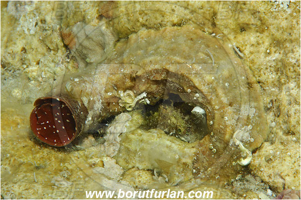 Island Susac, Croatia, Adriatic sea, Mediterranean sea, Thylacodes arenarius, Thylacodes, Vermetidae, Worm snail, Sea snail, Gastropoda, Mollusca, Mollusc