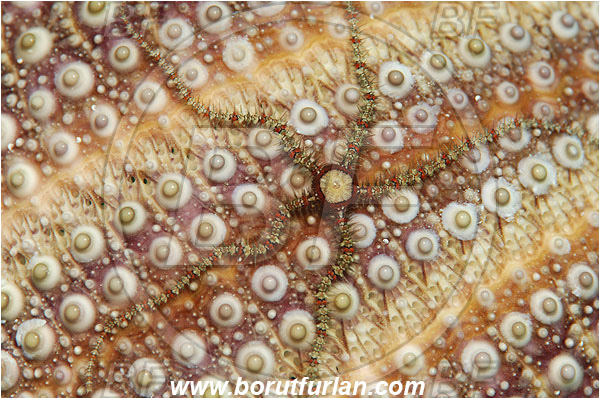 Island Susac, Croatia, Adriatic sea, Mediterranean sea, Ophiothrix fragilis, Ophiothrix, Ophiotrichidae, Common brittlestar, Brittlestar, Ophiuroidea, Echinodermata, Echinoderm