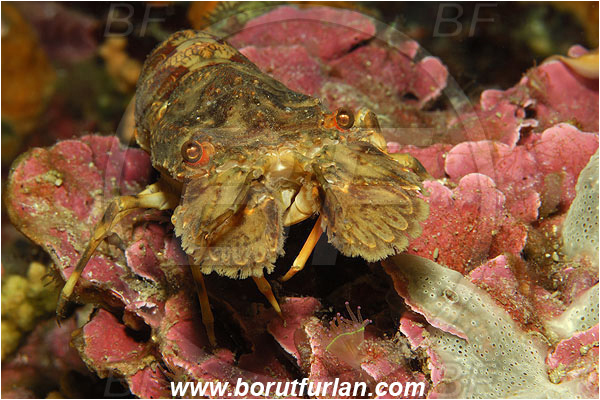 Island Susac, Croatia, Adriatic sea, Mediterranean sea, Scyllarus arctus, Scyllarus, Scyllaridae, Decapoda, Small European slipper lobster, Slipper lobster, Lobster, Crustacea, Crustacean