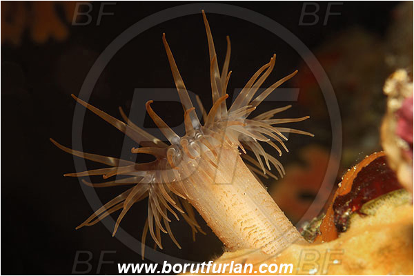 Island Susac, Croatia, Adriatic sea, Mediterranean sea, Actinia sp., Actinia, Actiniidae, Anemone, Anthozoa, Cnidaria, Cnidarian