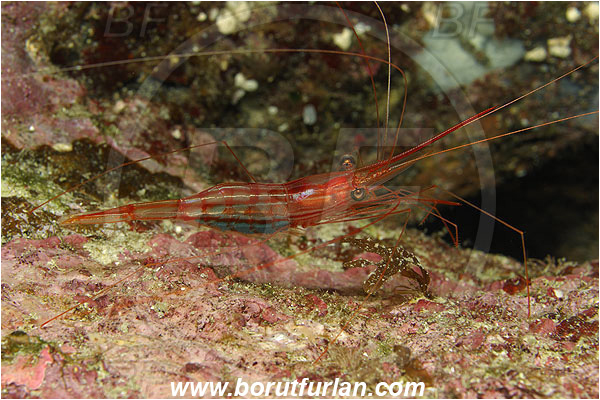 Island Susac, Croatia, Adriatic sea, Mediterranean sea, Plesionika narval, Plesionika, Pandalidae, Decapoda, Narwal shrimp, Shrimp, Crustacea, Crustacean
