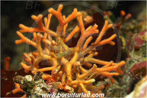 Island Susac, Croatia, Adriatic sea, Mediterranean sea, Smittina cervicornis, Smittina, Smittinidae, Bryozoa, Bryozoan, Abstract