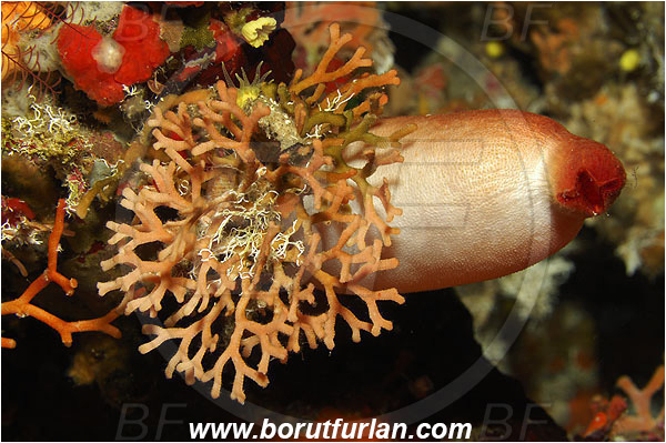 Island Susac, Croatia, Adriatic sea, Mediterranean sea, Smittina sp., Smittina, Smittinidae, Bryozoa, Bryozoan, Halocynthia papillosa, Halocynthia, Pyuridae, Red sea squirt, Sea squirt, Ascidiacea, Tunicata, Tunicate