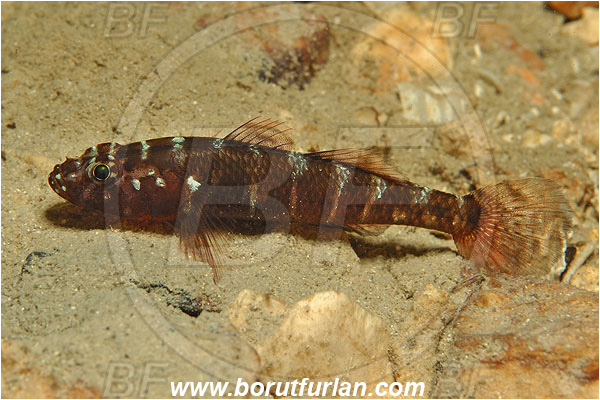 Island Susac, Croatia, Adriatic sea, Mediterranean sea, Gammogobius steinitzi, Gammogobius, Gobiidae, Steinitz
