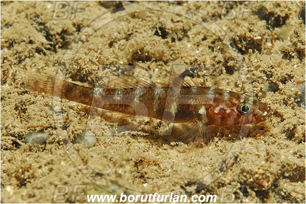 Island Susac, Croatia, Adriatic sea, Mediterranean sea, Gammogobius steinitzi, Gammogobius, Gobiidae, Steinitz
