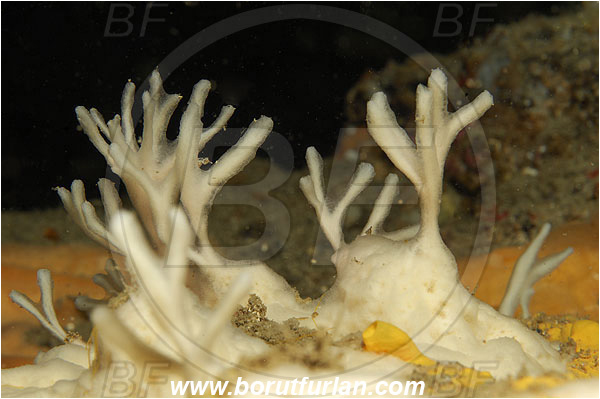 Island Susac, Croatia, Adriatic sea, Mediterranean sea, Haliclona (Soestella) mucosa, Haliclona, Chalinidae, Sponge, Porifera