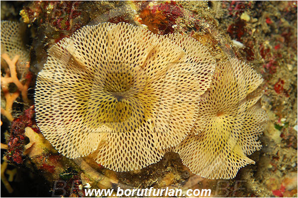 Island Susac, Croatia, Adriatic sea, Mediterranean sea, Reteporella beaniana, Reteporella, Phidoloporidae, Bryozoa, Bryozoan