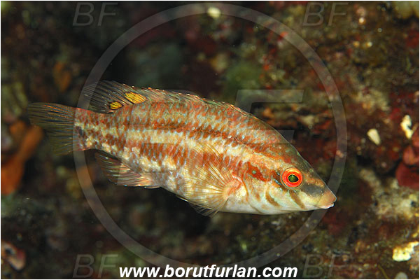Island Susac, Croatia, Adriatic sea, Mediterranean sea, Symphodus roissali, Symphodus, Labridae, Five-spotted wrasse, Wrasse, Fish