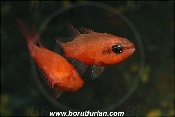 Island Susac, Croatia, Adriatic sea, Mediterranean sea, Apogon imberbis, Apogon, Apogonidae, Mediterranean cardinalfish, Cardinalfish, Fish, Mating