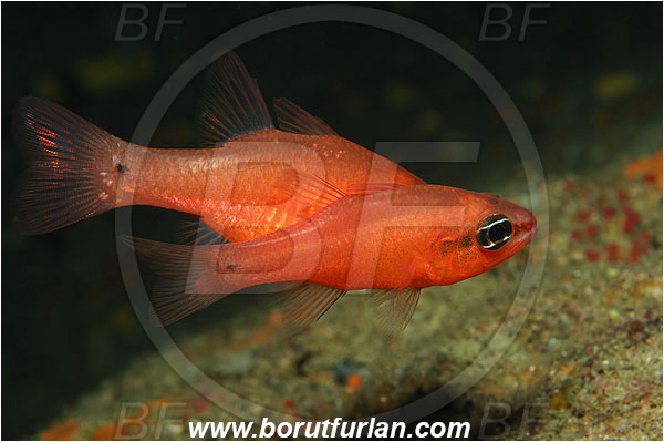 Island Susac, Croatia, Adriatic sea, Mediterranean sea, Apogon imberbis, Apogon, Apogonidae, Mediterranean cardinalfish, Cardinalfish, Fish, Mating