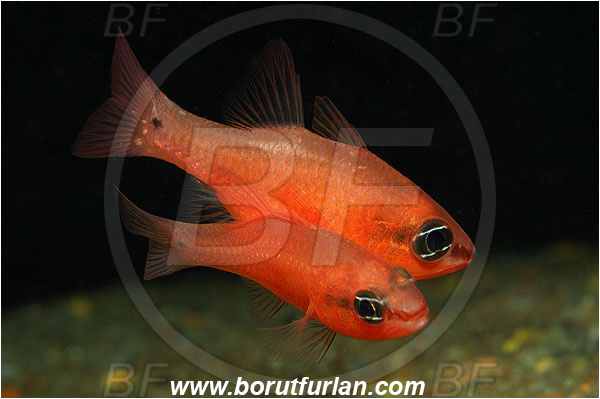 Island Susac, Croatia, Adriatic sea, Mediterranean sea, Apogon imberbis, Apogon, Apogonidae, Mediterranean cardinalfish, Cardinalfish, Fish, Mating