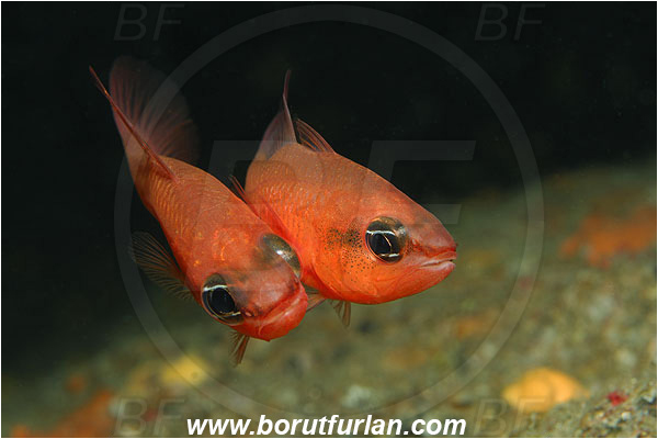 Island Susac, Croatia, Adriatic sea, Mediterranean sea, Apogon imberbis, Apogon, Apogonidae, Mediterranean cardinalfish, Cardinalfish, Fish, Mating