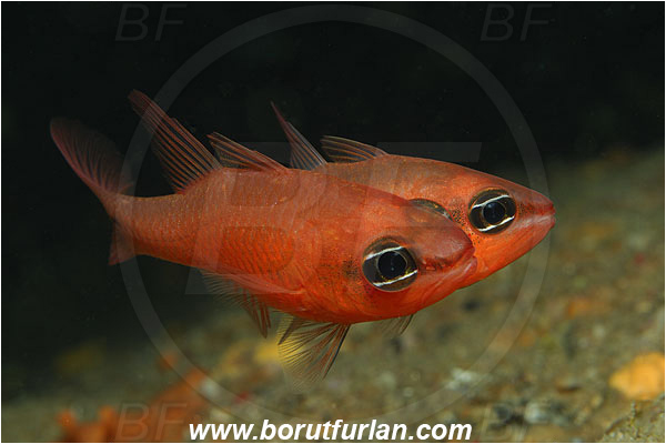 Island Susac, Croatia, Adriatic sea, Mediterranean sea, Apogon imberbis, Apogon, Apogonidae, Mediterranean cardinalfish, Cardinalfish, Fish, Mating