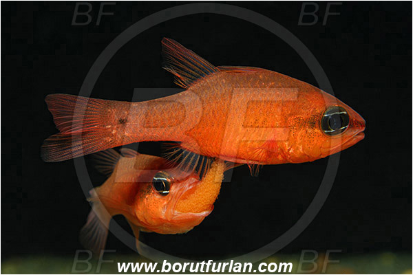 Island Susac, Croatia, Adriatic sea, Mediterranean sea, Apogon imberbis, Apogon, Apogonidae, Mediterranean cardinalfish, Cardinalfish, Fish, Eggs in mouth, Egg transfer from female to male