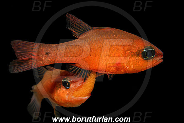 Island Susac, Croatia, Adriatic sea, Mediterranean sea, Apogon imberbis, Apogon, Apogonidae, Mediterranean cardinalfish, Cardinalfish, Fish, Eggs in mouth, Egg transfer from female to male